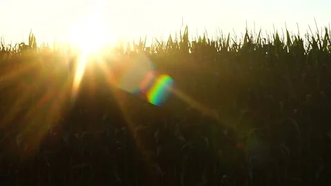 Farm Field During Sunset Stock Footage 80233314