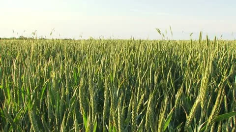 Farm field Stock Footage 21946628