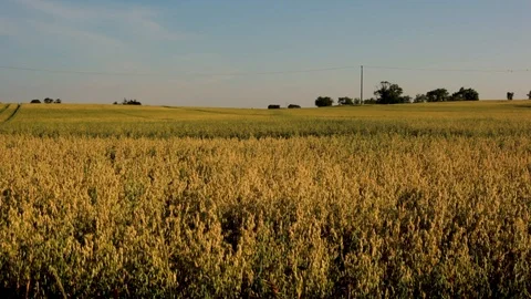 Farm Field Video stock 97650332