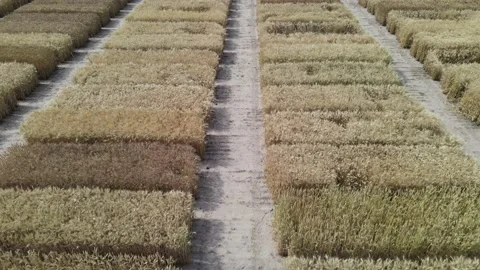 Farm Field Stock Footage 132541085