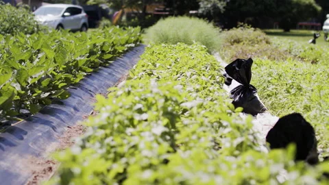 A farm field Stock Footage 138459963