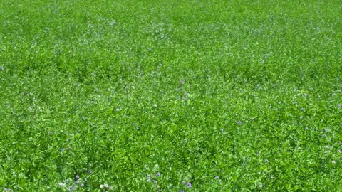 Farm Field Stock Footage 245047059