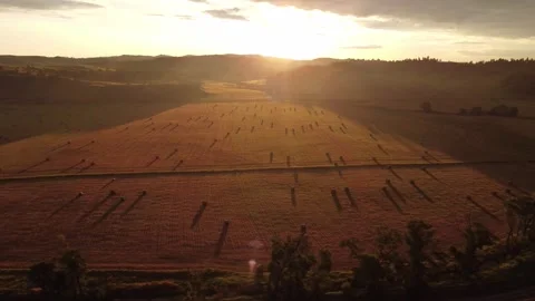 Farm field with hay bales casting long shadows sunrise Stock Footage 312062986