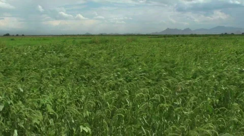 Farm Field Landscape Stock Footage