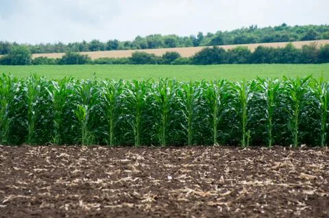 Farm field with maize rows. Stock Photos