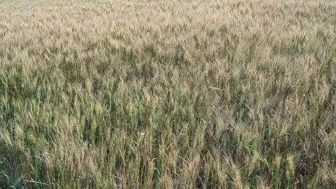 A farm field with maturing wheat moving in a light wind. Stock Footage 274360258