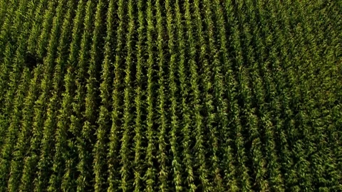 A farm field in Northern Michigan Stock Footage