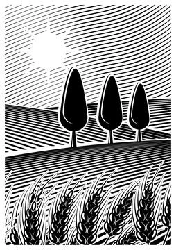 Farm field or vineyard Stock Illustration