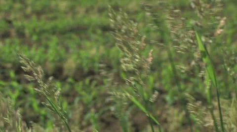 Farm Field Pan Video stock 11123179