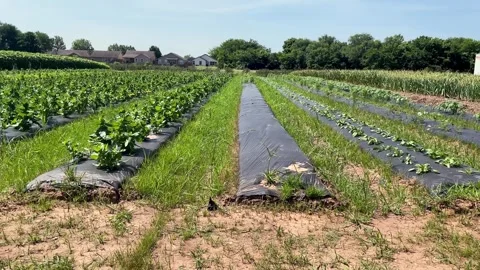 Farm Field Pan Stock Footage 243528894