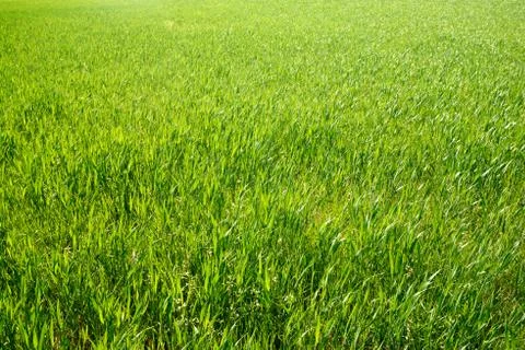 Farm field Stock Photos