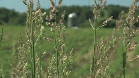 Farm Field Rack Focus Stock-Footage 11123178