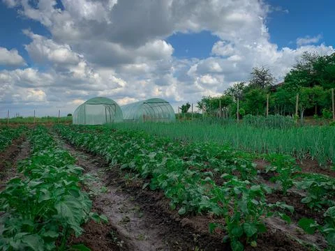 Farm field with rows of different vegetables and greenhouses on background.  Stock Photos
