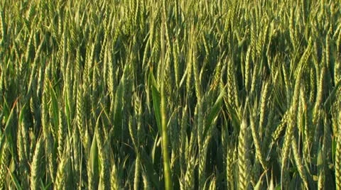 Farm field in spring Stock Footage 21946635