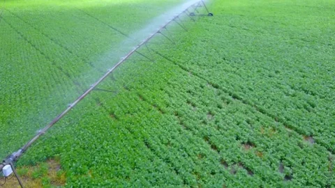Farm Field Sprinkler 2 Stock Footage 77706281