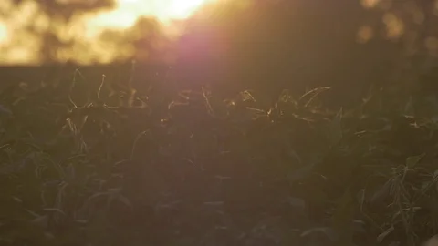 Farm Field at sunset Vídeos de archivo 83664654