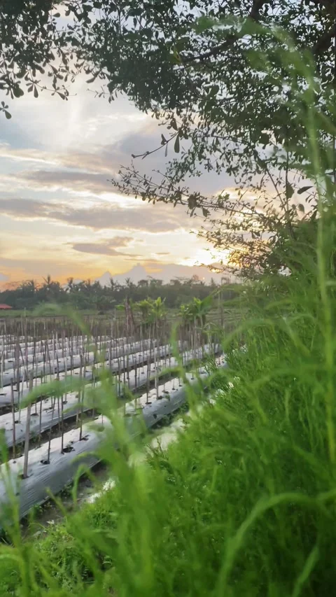 Farm Field at Sunset with Plastic Mulch Beds Stock Footage 319065115