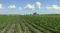 Farm field. Timelapse clouds. HD Footage