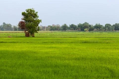 Farm field with tree Foto stock