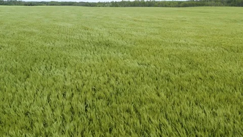 Farm fields 4K Aerial Drone Footage Stock Footage 125280341