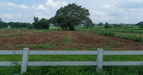 Farm fields with a big tree in middle Stock Footage 123273234