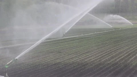 Farm fields dry weather and drought w water sprinklers for irrigation of crops Video stock 154490422