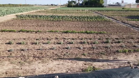 Farm fields Stock-Footage 170069125