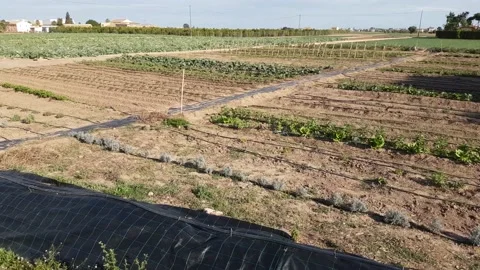 Farm fields Stock-Footage 170069128