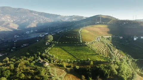 Farm fields with grape plants growing on mountain hills, Peso da Regua 스톡 동영상 160759585