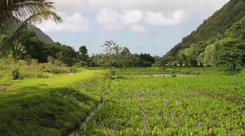 Farm fields in hawaii Video stock 53498438