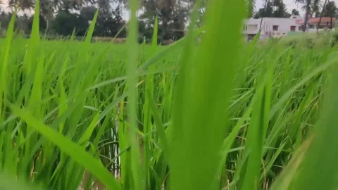 Farm fields in India. Stock Footage