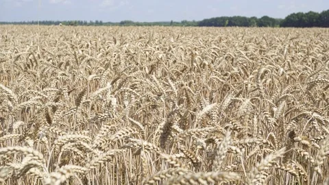 In The Farm Fields  The Ripe Wheat Is Waiting To De Harvested. Video stock 158085344