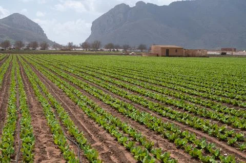 Farm fields with rows of green lettuce salad. Panoramic view on agricultural  Stock Photos
