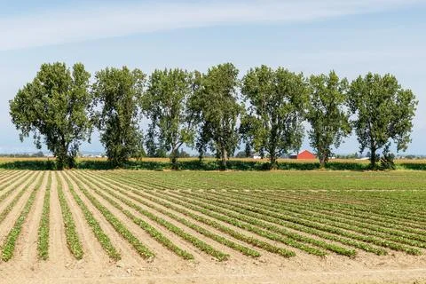 Farm Fields Tree Row and Crops Foto stock