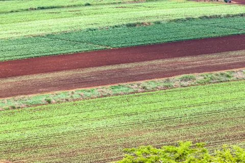 Farm Fields Vegetable Crops Stock Photos