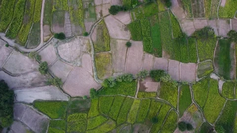 Farm fields viewed from above, a top-down perspective Stock Footage 274537491