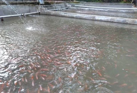 Farm fish Stock Photos