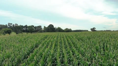 Farm flyover 13 Stock Footage 136899608