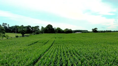 Farm flyover 14 Stock Footage 136899668