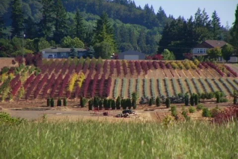 Farm Video stock 311508