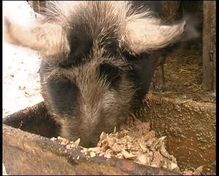 Farm Видео 910938