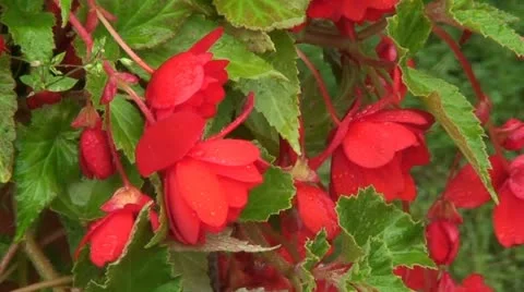 In a Farm Stock Footage 11710701