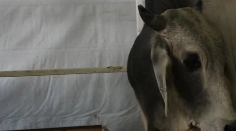 Farm Stock-Footage 12256626