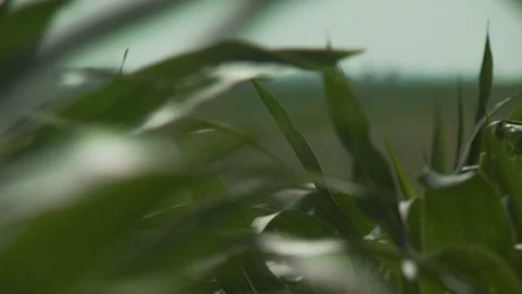 Farm Stock Footage 123918198