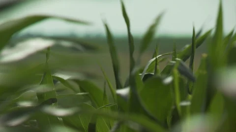 Farm Stock Footage 123918229