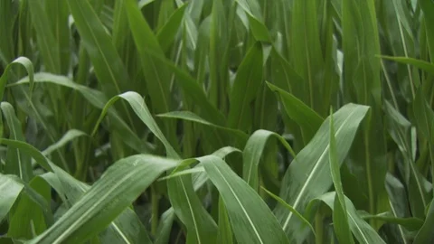 Farm Stock Footage 123918492