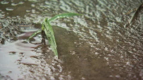 Farm Stock Footage 123918560