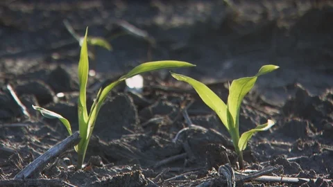 Farm Stock Footage 123919774