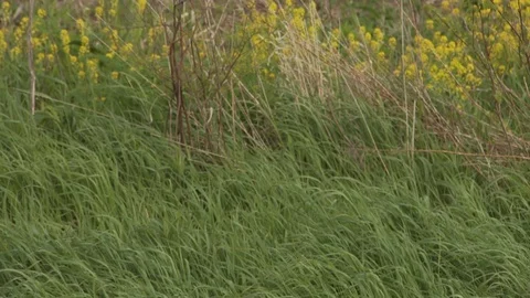 Farm Stock Footage 123920408