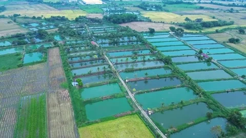 Farm Video stock 277128546